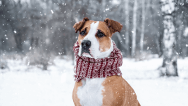 Pies w śnieżnym lesie ze śmiesznym szalikiem
