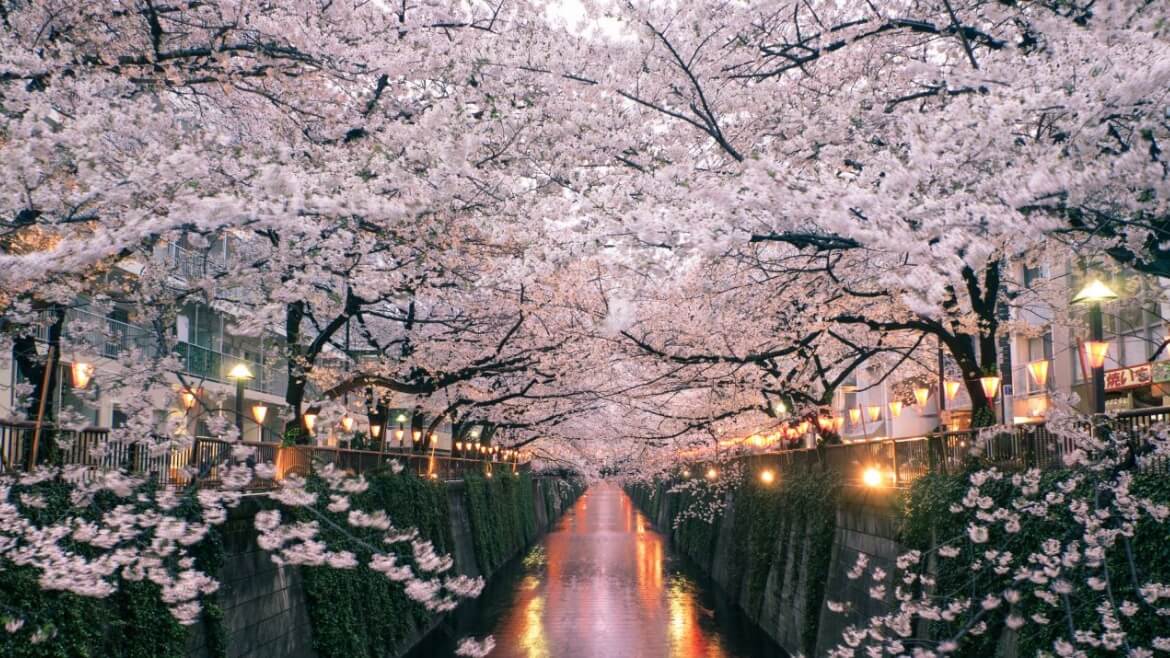 Pierwszy Dzień Wiosny: Hanami w Japonii